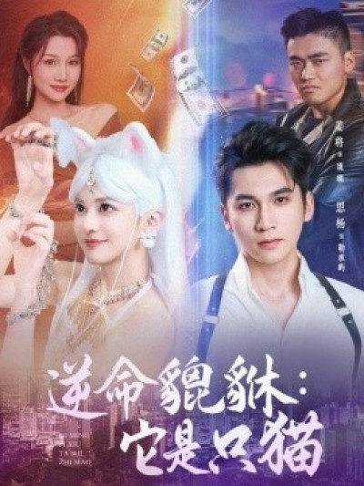 《逆命貔貅：它是只猫》免费在线观看短剧高清全集完整版