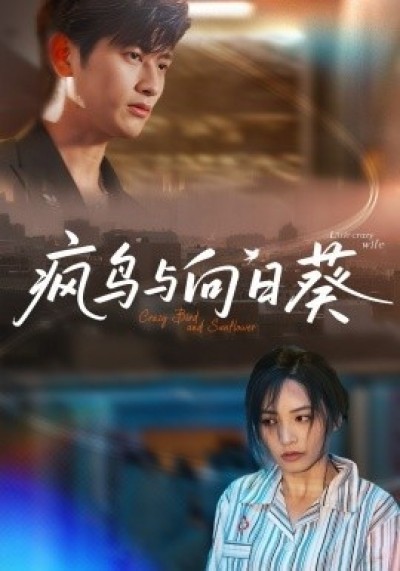 《疯鸟与向日葵》免费在线观看短剧高清全集完整版